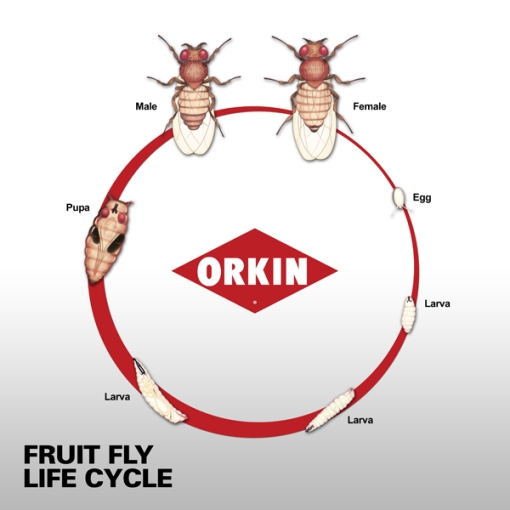 Here is a lovely life cycle from a pest control company. I guess that it's important in their line of work! http://www.orkin.com/flies/fruit-fly/life-span-of-fruit-fly/