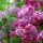 Lilac locomotion: Humanity's bizarre love affair with lilacs