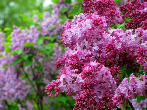 Humans have admired lilacs like these for centuries. Photo by RichardBH. CC. https://www.flickr.com/photos/rbh/5769371225/
