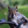Nuts to you! Interview with a Grey Squirrel