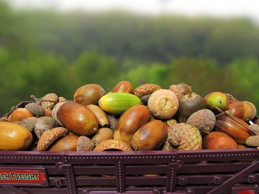 Acorns are very common in southern Canada, but how much do you know about them? Photo by moonimage, acorns, CC, https://www.flickr.com/photos/moonimage/9166449223/
