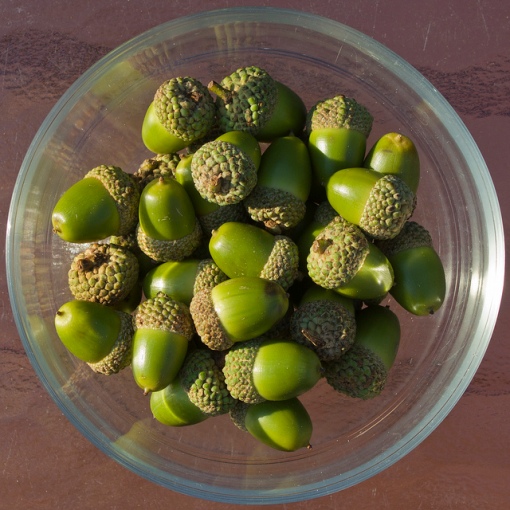Acorns are packed with nutrients! Though not these ones, because they aren't ripe yet. Photo by woodleywonderworks, Fruit From Hurricane Irene (green acorns), CC, https://www.flickr.com/photos/wwworks/6094598165/