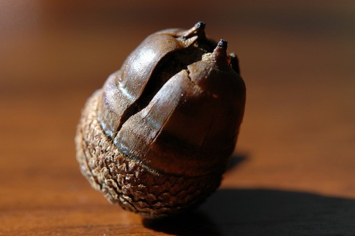 The hard case of this acorn is split open, revealing the yummy fruit inside! Photo by John, cygnus921, Acorn 020, CC, https://www.flickr.com/photos/cygnus921/2955260269/