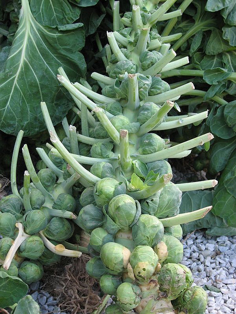 Brussels sprout stalks look like ideal tools for hunting dinosaurs. Or you could just eat them instead. Photo by Mia, Brussels sprout. CC. https://flic.kr/p/rzRSf