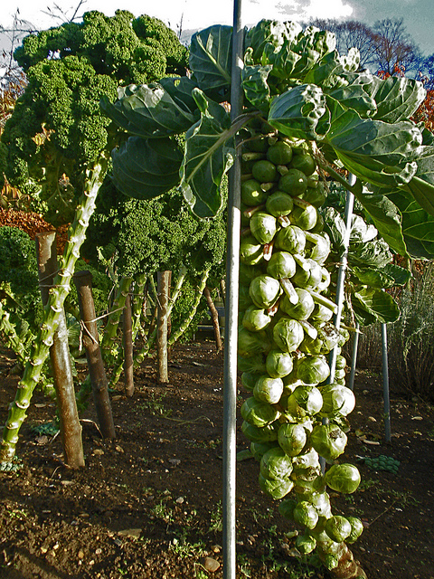 Ontario grows tonnes of Brussels sprouts. Amanda Slater, Autumn at Barnsdale Gardens https://flic.kr/p/hLHMva