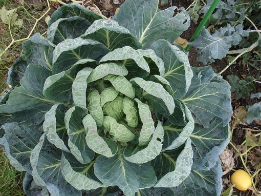 Does this look like cabbage or kale to you? There's a good reason for it. Ed Mitchell, Top of a Brussels Sprout Plant. CC. https://flic.kr/p/3eKwrQ