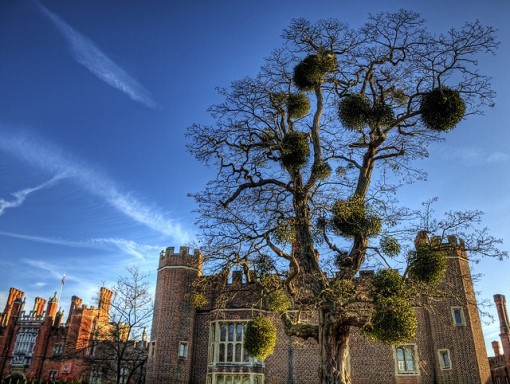 Mistletoe doing its parasitic thing. Photo by Neil Howard. Tree with Mistletoe-Hampton Court Palace. CC. https://flic.kr/p/7rSpe4