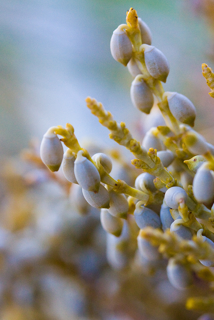 Canada has tiny mistletoe that grows on conifers, of course. Photo by Ken-ichi Ueda. Bad Seed. CC. https://flic.kr/p/8Jr92s