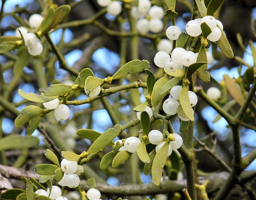 This plant for love birds is a parasite. Food for thought. Photo by Hornet Photography. Mistletoe-Viscum album. CC. https://flic.kr/p/jKt9Kz