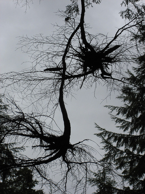 Trees have some strange responses to mistletoe infection, like developing these gnarled branches. Photo by Nick Bonzey. Witch’s broom. CC. https://flic.kr/p/2jXZ1z 