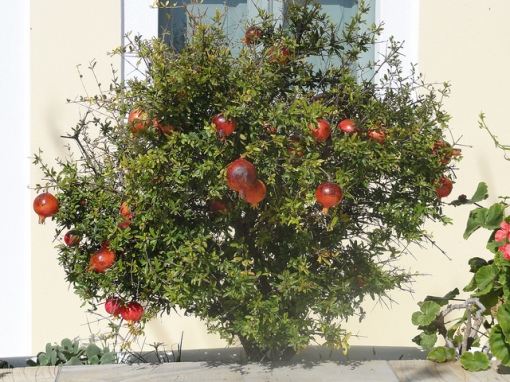 Most pomegranates grow as bushes or hedges. Photo by Glen Belbeck. Euope 2011 506. Pomegranate bush. CC. https://flic.kr/p/aDP3ux  