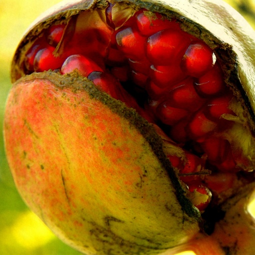 Having a fruit split on the tree is the last thing producers want. Photo by Nicolas_gent. Pomegranate open, exposing the bright red arils. CC.  https://flic.kr/p/dvwm13