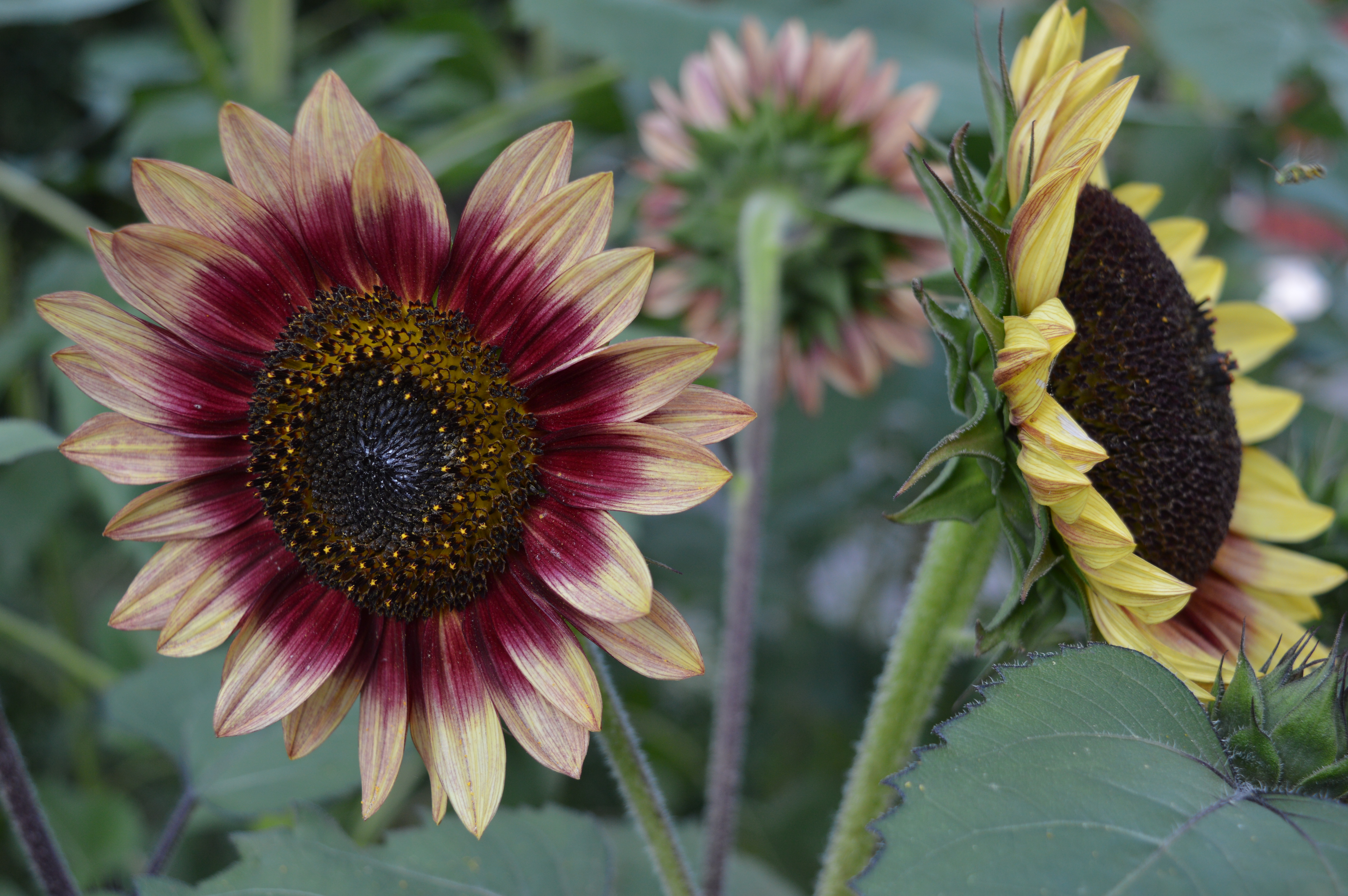 Sun worshipers 21 things you didn't know about sunflowers   lab ...