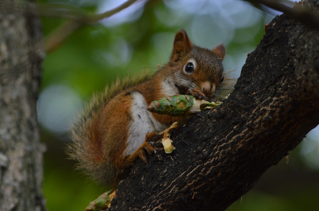 American red squirrel eating a spruce cone
