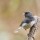 Interview with a Dark-eyed junco