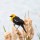 Interview with a Yellow-headed Blackbird